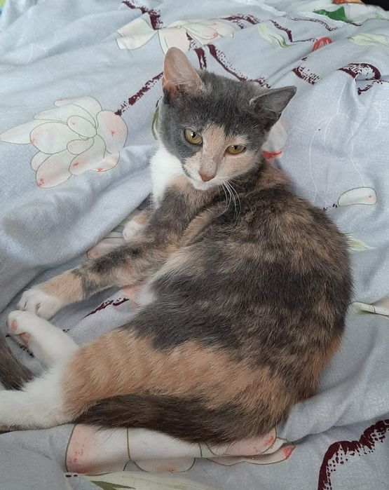 Пристраивается замечательная кошечка.