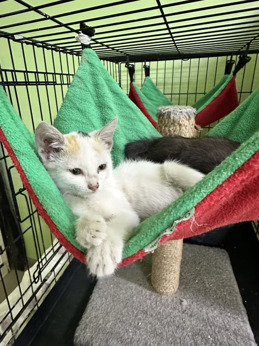 Дарю котенка доброму человеку