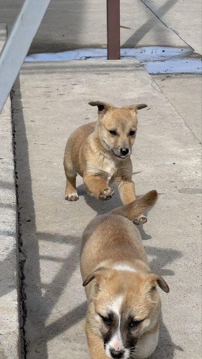 Продам щенка, кабель, дворняжка.