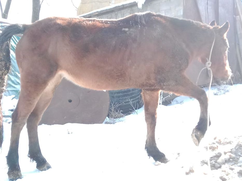 Продам кобылу жеребую полукровка