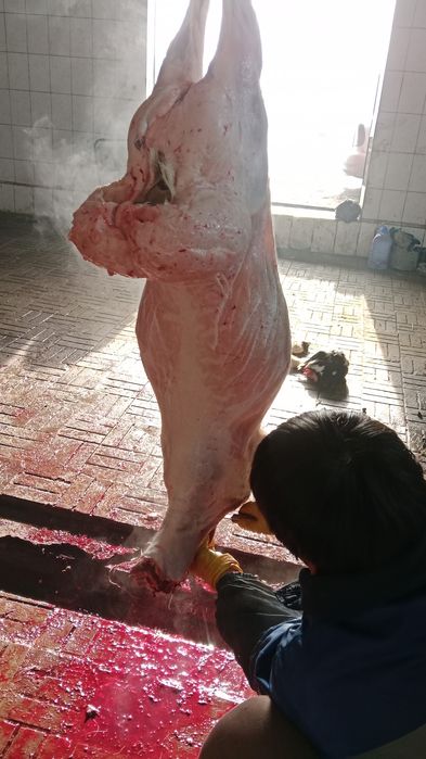 Тоқты Қой сатылады