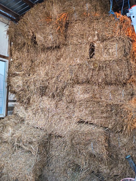 Lucernă coasa a doua 2025