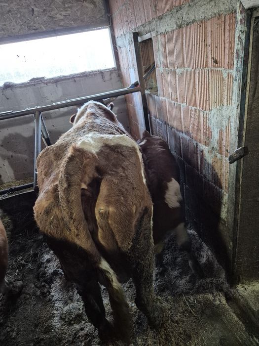 Vând vaci cu vitei.