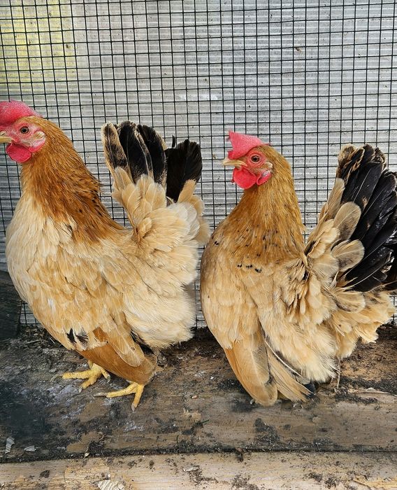 Chabo găini columbia