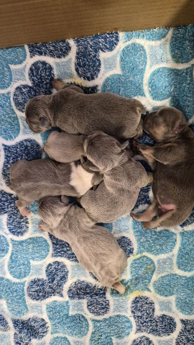 Бронирование французских булочек