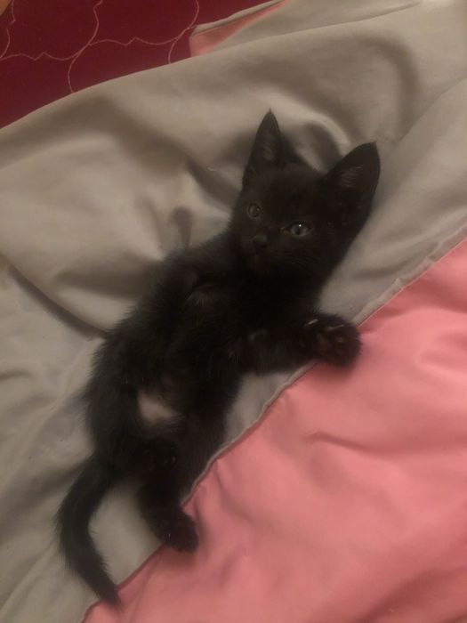 предоставляю услуги зооняни