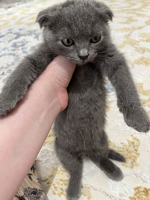 Продается скотиш фолд