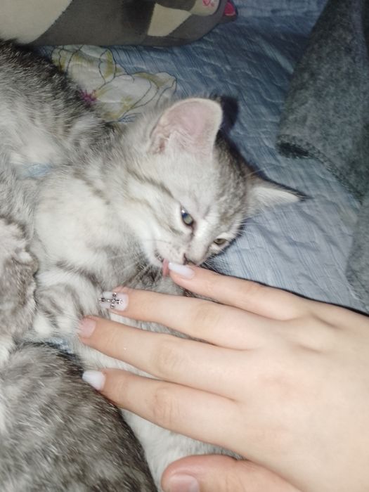 Продам шотландцев 3