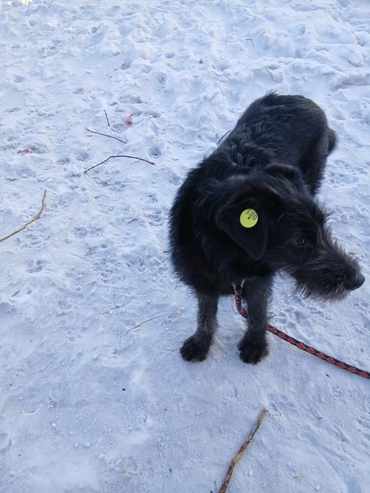 Милые собачки в добрые руки.