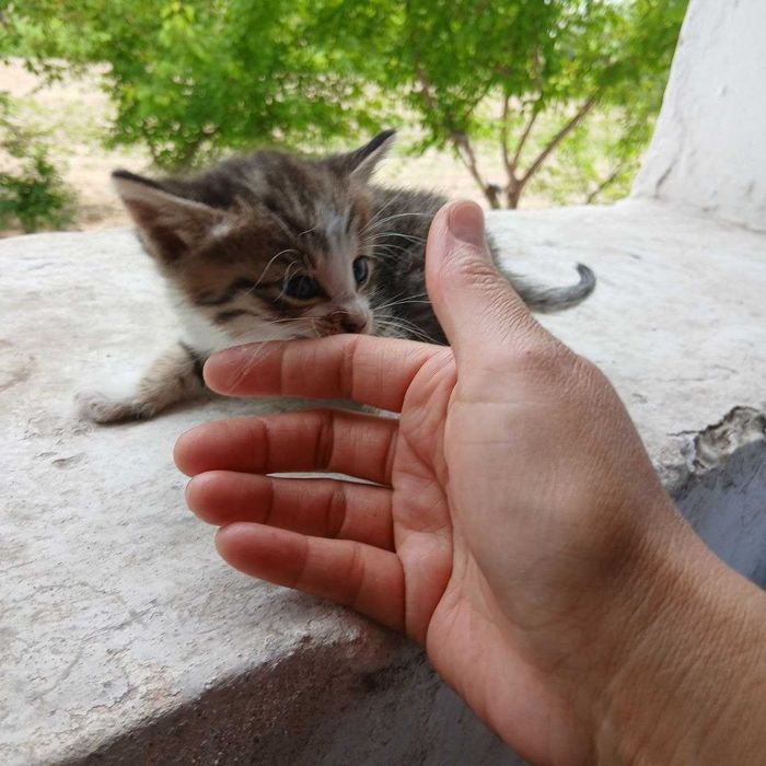 Отдам котят в хорошие руки!