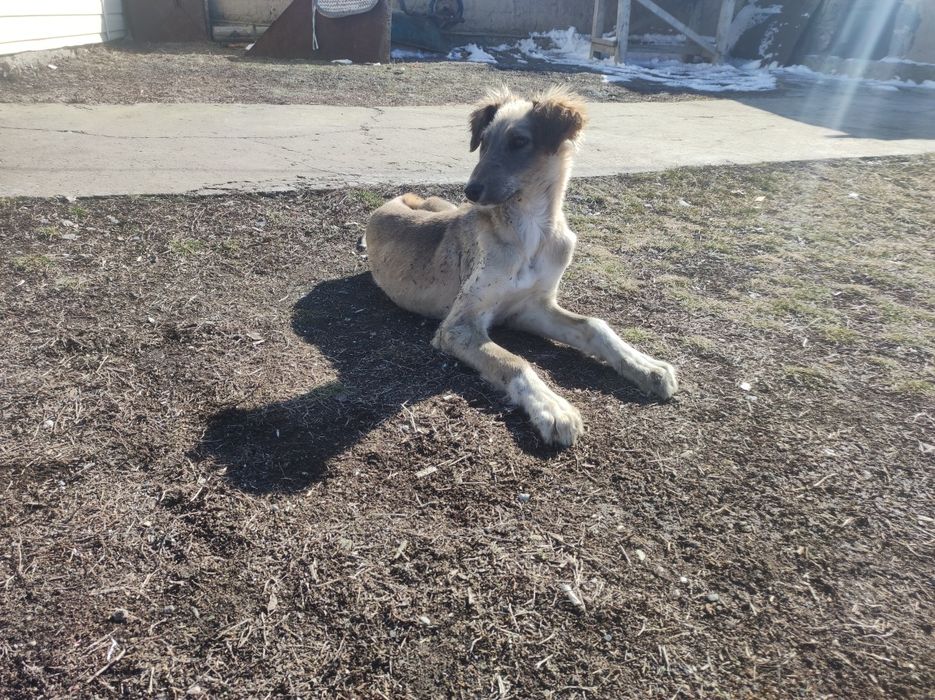 Тазы кушык щенок тазы