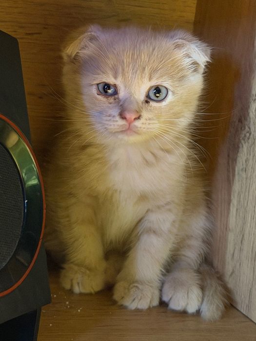 Котята породистые
