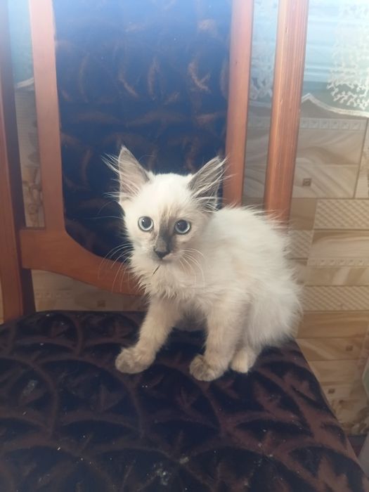 Отдам котёнка в добрые руки кошечка.
