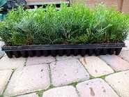 Туя Смарагд, Даника, друг в мултиплейта