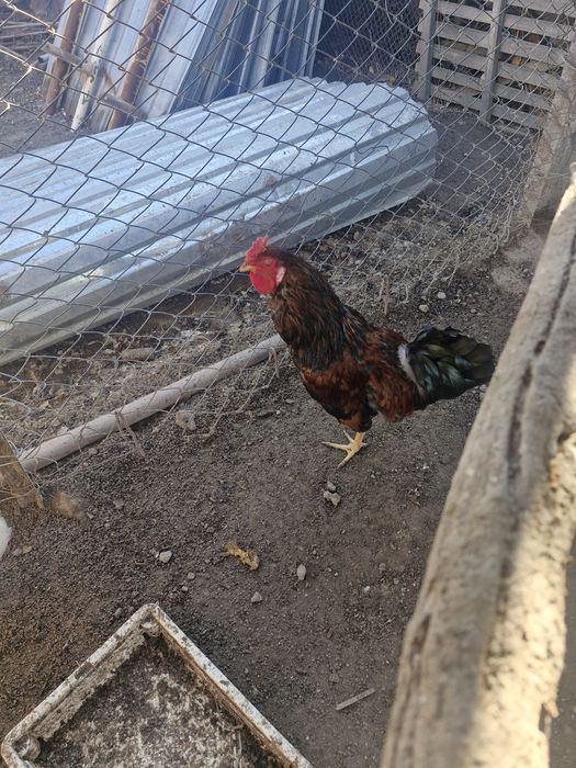 Продаётся петух.