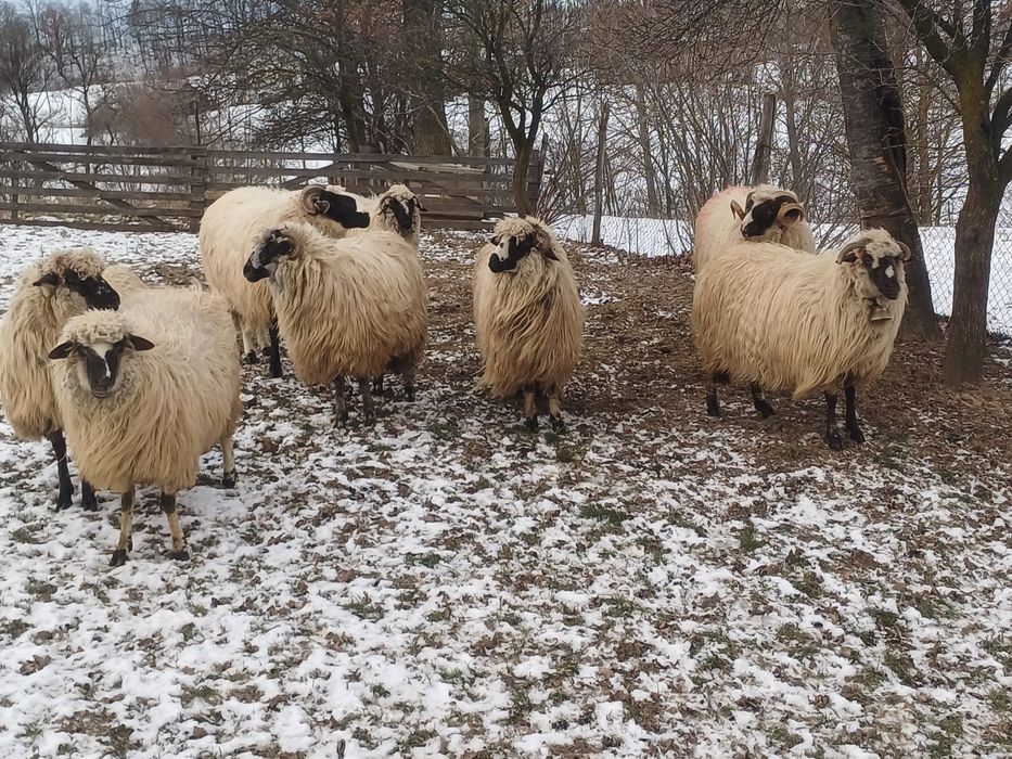 Vând 6 oi și un berbec la alegere