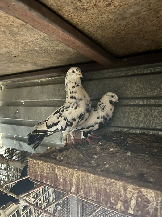 Кептер  сатылады