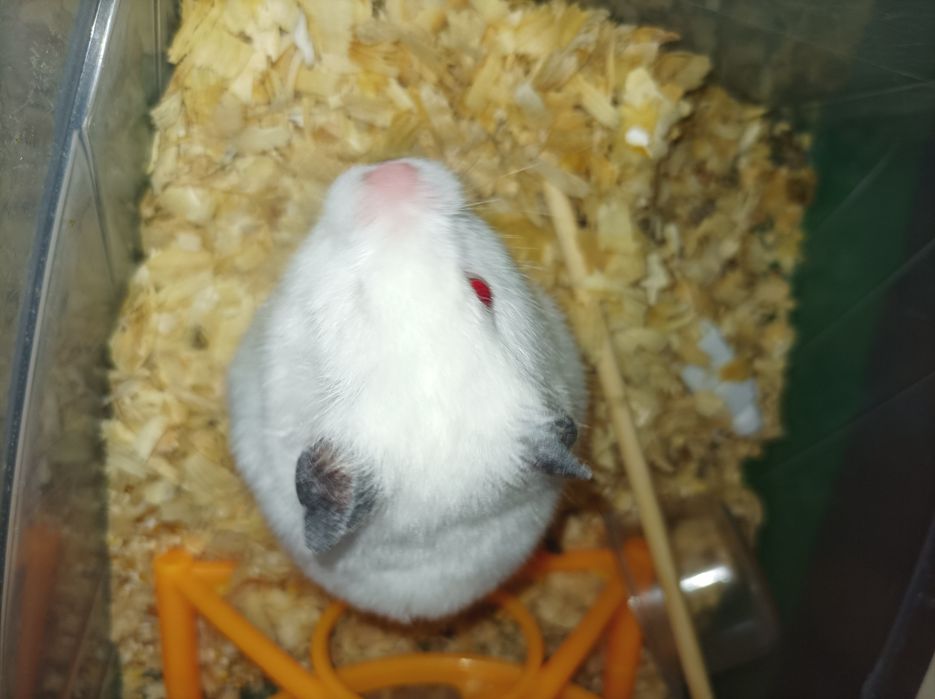 Сирийский белый хомяк