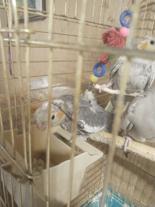 Продам птенцов Карелл