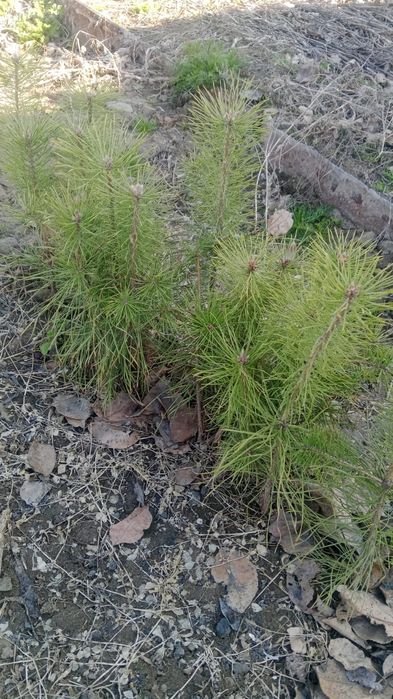 Продам рассаду, саженцы