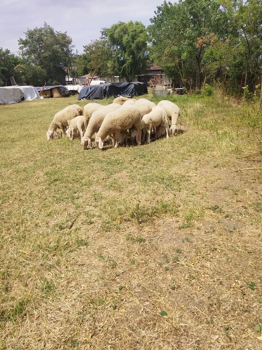 Oi bergamasca rasa pura