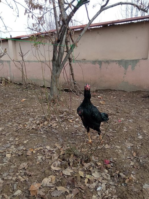 Макен сотилади зотка