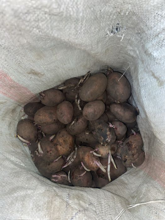 Семенные картошки