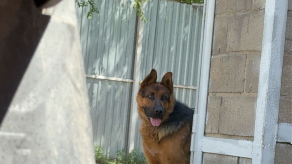 Вязка, кобель немецкая овчарка