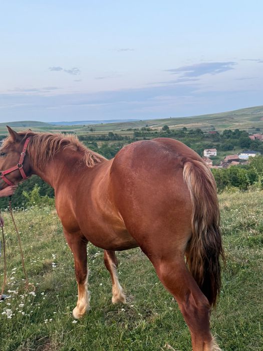 Vând mânz de un 1 și o lună