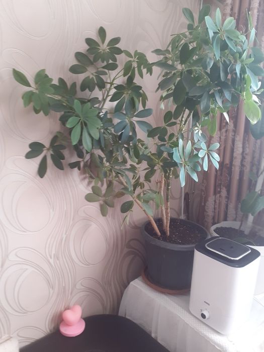 Продам комнатные цветы