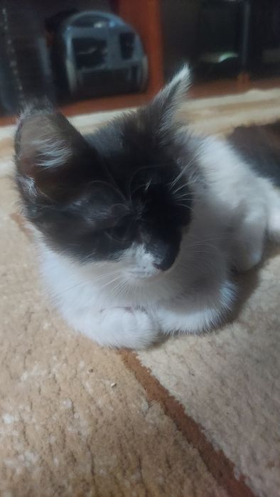 Отдам котят добрые руки