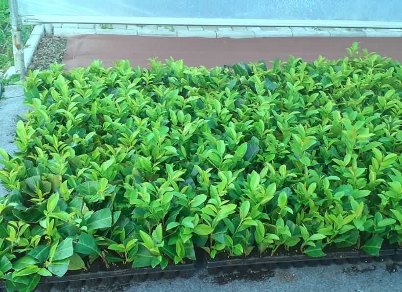 Laur englezesc - Prunus Laurocerasus Rotundifolia +/- 20 cm