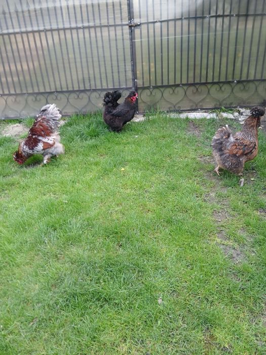 Un cocos și două gaini