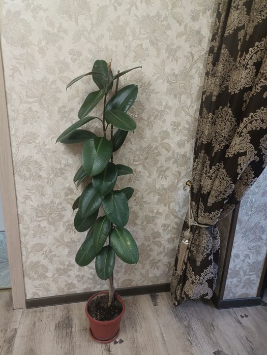 Продам фикусы,есть две штуки