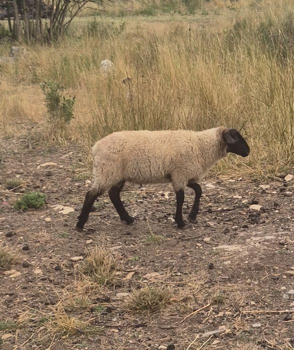 Berbec hibrid  suffolk