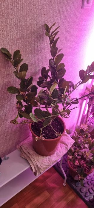 Лимоны ,мандарины.цветут и с плодами