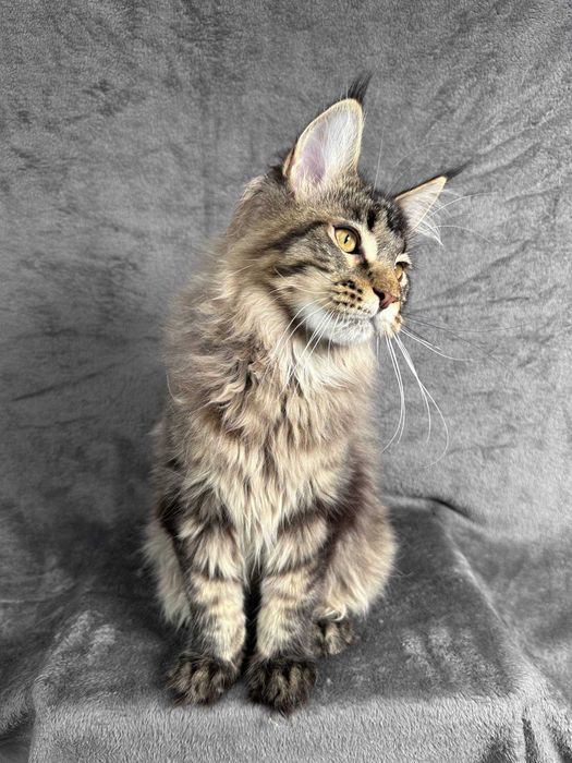 Pui Maine Coon de rasă pură – 4.5 luni, Pedigree FIFe, vaccinat și microcipat