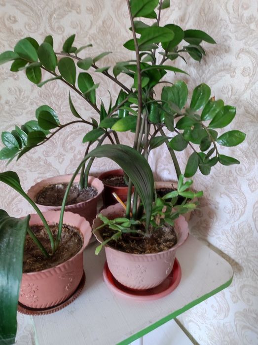 Комнатные цветы дешево