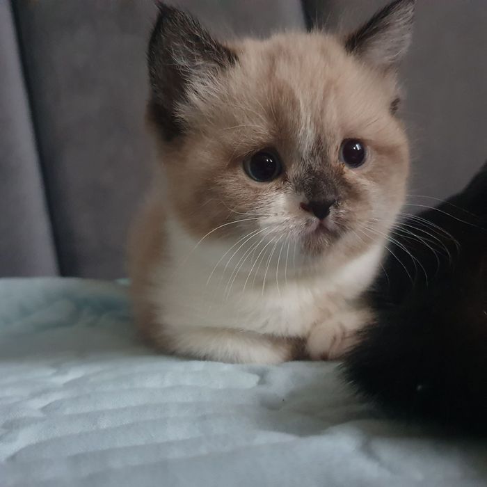 Skotish fold Skotish strayt