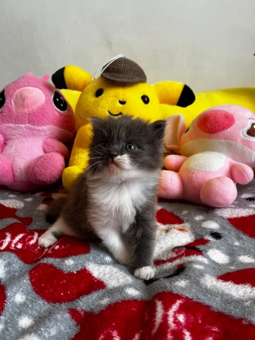 Котята за шоколадку)