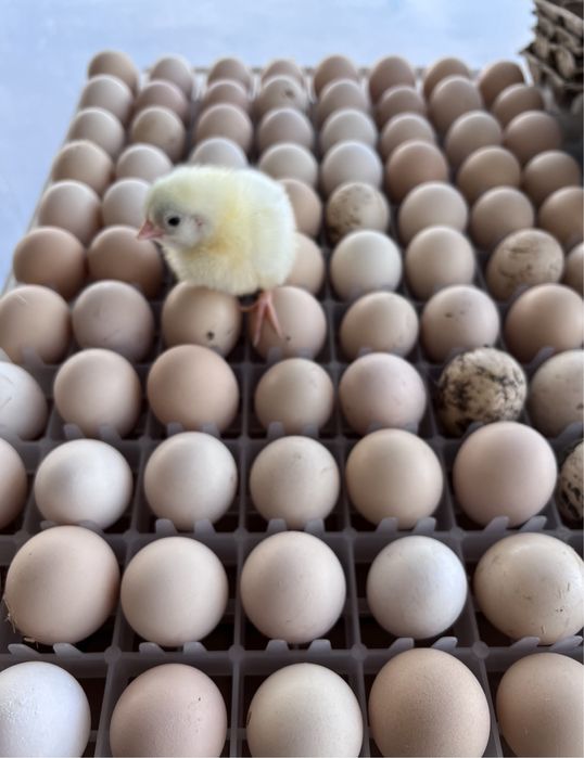 Яйцо инкубационный бройлер