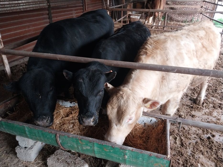 Qoramol sotiladi buqalar Сментал/Ангус/Авликол/