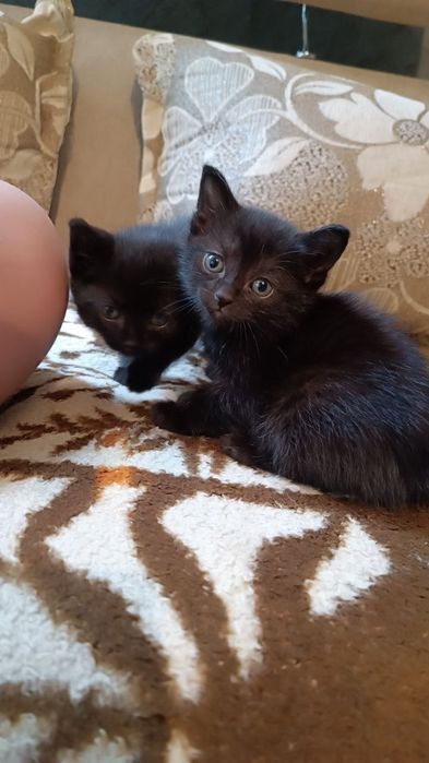 Котята домашние  свои !