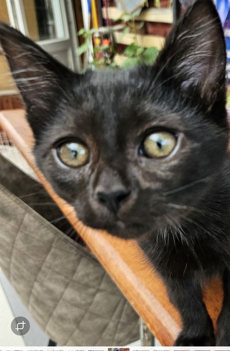 СРОЧНО! Котята ищут хозяина!