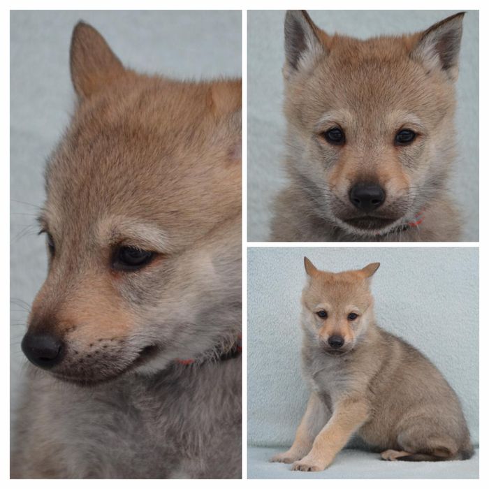 Волкодав Чехословацкий