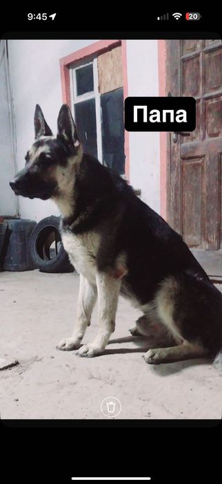 Восточный европейская овчарка