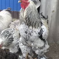 Продам молодых петушков