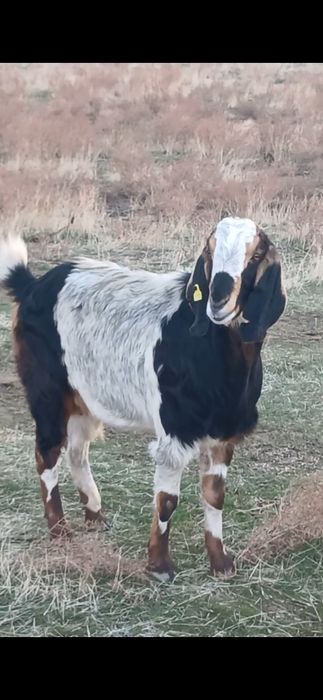 Коза битал пародалы ешкі сатылады