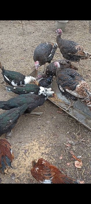 Куркалар сотилади