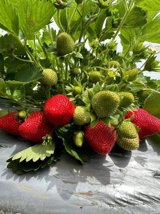 Продавам  Разсад  От Производител Ягоди  и  Малини